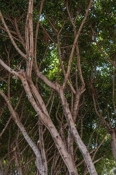Ficus Nitida, Ficus microcarpa. ficus benjamina. A type of tree used in the landscaping of parks and streets.