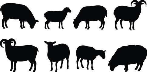 Eight black silhouettes of sheep and rams in different grazing and standing poses on a white background Keywords: sheep, ram, ewe, lamb, silhouette, farm animal, livestock, animal, grazing © Its me...