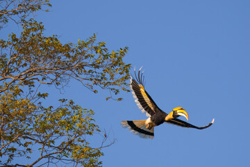 yellow billed hornbill © S