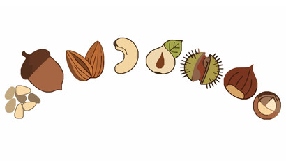 Arc nut collection acorn almond cashew vector illustration © Protima