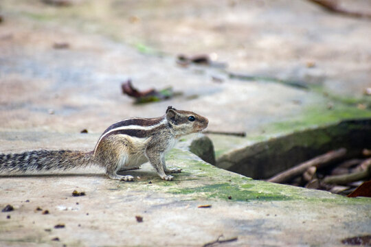 A three striped palm squirrel Funambulus perched on a tree branch.