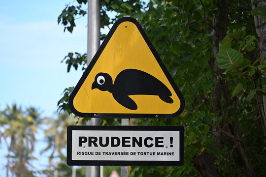Attention, prudence reproduction de tortues
