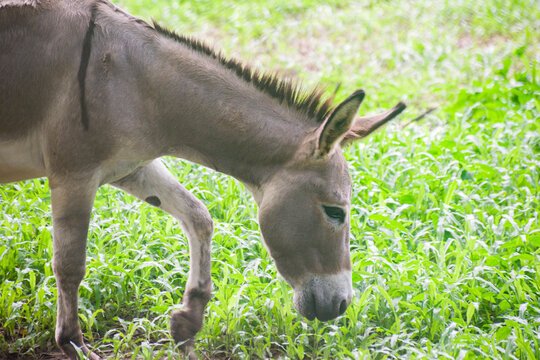 A domestic donkey Equus asinus grazing in a rural field.