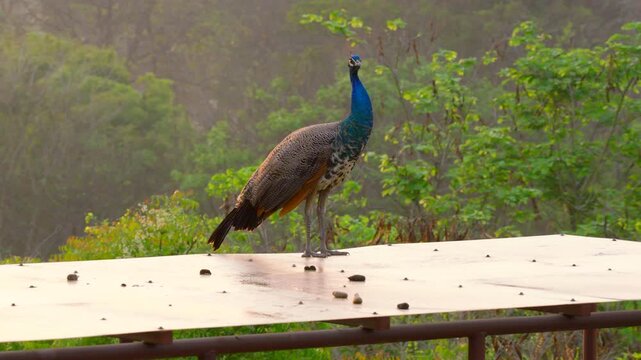 ndian peacock standing on rooftop showing detailed colorful feathers and elegant posture