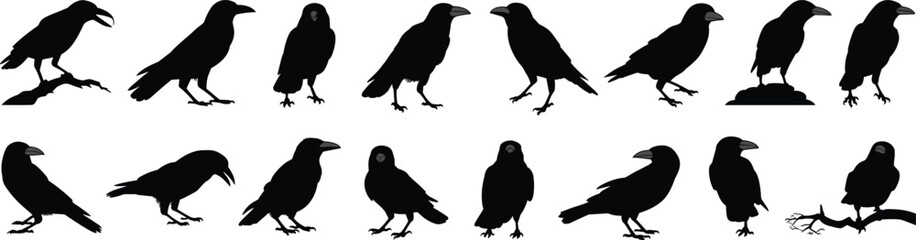 Obraz premium Crow and raven silhouette vector set, bird perched and standing poses, wildlife bird designs, black raven icons, animal vector collection