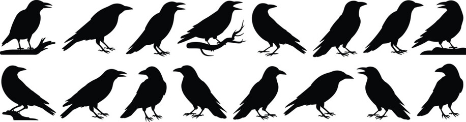 Obraz premium Crow silhouette vector set, birds perched and flying, black raven icons, wildlife bird illustrations, animal vector collection, nature crow designs