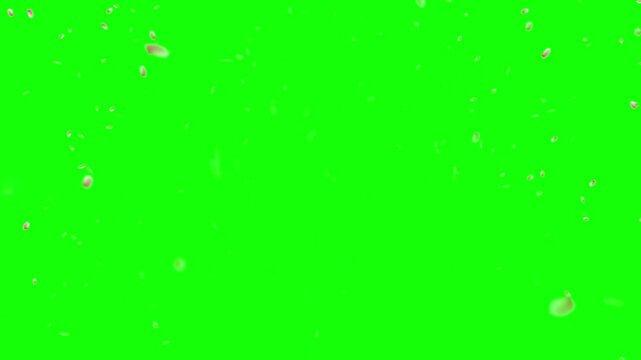 Fireworks exploding on green screen background for video