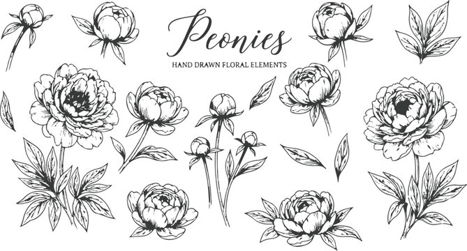 Black and white line art peony collection on light textured background. Multiple hand-drawn peonies in various bloom stages &mdash; fully open flowers, buds, and detailed leaves
