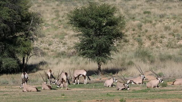 A group of gemsbok antelopes (Oryx gazella) resting in natural habitat, Kalahari desert, South Africa