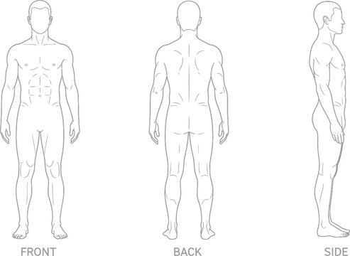 Human anatomy diagrams - front, back, and side views of male figure outline, body shape, figure drawing, medical illustration, scientific illustration, artistic reference, human form, human representa