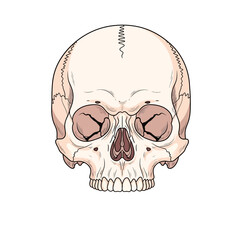 Obraz premium Human Skull Illustration, Anatomical Drawing, Front View, White Background