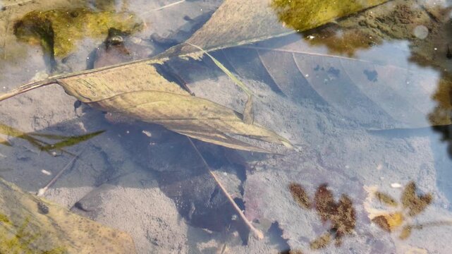 Tiny Tadpole Swimming Rapidly Through Clear Shallow Pond Water March 7 2026