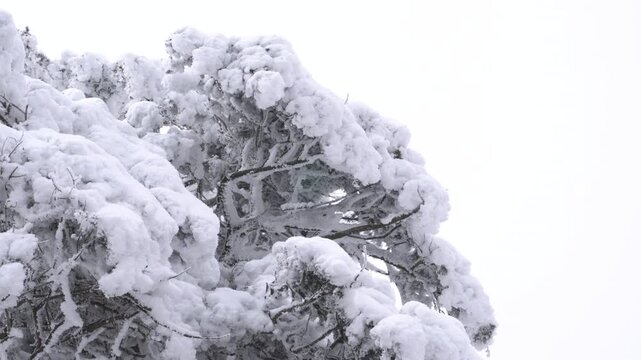 Snow-covered trees in a winter landscape