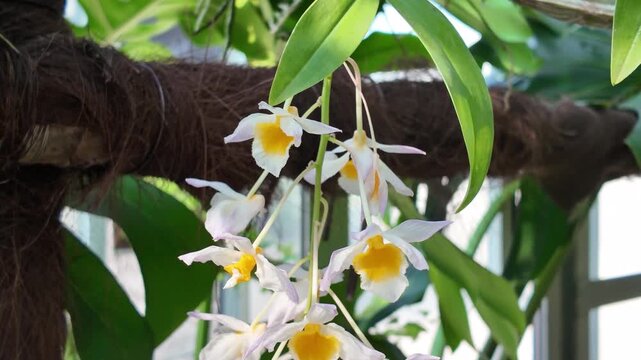 Elegant White Dendrobium Orchids Blooming Quietly In Morning Light March 7 2026