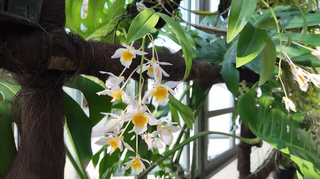 Elegant White Dendrobium Orchids Blooming Quietly In Morning Light March 7 2026