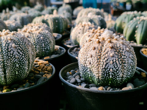 Astrophytum asterias Miracle Kabuto cacti in black pots, showing beautiful white star-like patterns and fuzzy areoles. Selective focus on exotic desert succulent nursery for home decor.