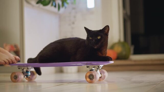 Feline on skateboard. Cat relaxes on colorful deck. Black feline resting atop vivid skateboard in cozy kitchen. Sleek black cat sprawls on vibrant skateboard in homely setting with plants and pumpkins