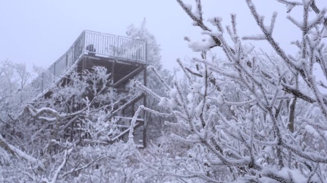 Person passing behind frost-covered trees in a winter landscape