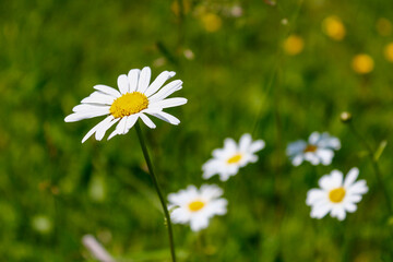A close-up of a blooming common daisy (Bellis perennis) against a blurred green background. Summer chamomile meadow © Alexander