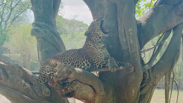 Leopard on the tree in safari park