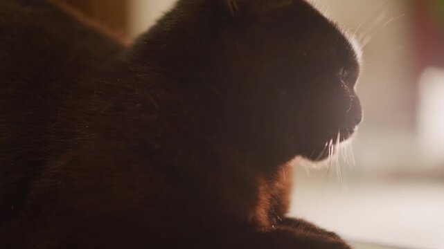 Cozy cat enjoying warm light. Black cat relaxing with glowing whiskers and textured fur. Peaceful home setting showing black cat resting with luminous whiskers and textured coat in sunlight