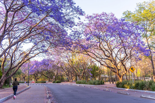 Jacaranda trees at Chapultepec Park, Mexico City, Sunset scene.