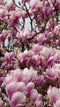 Magnolienbl&uuml;ten in voller Bl&uuml;te im leichten Wind, Magnolienbl&uuml;ten in voller Bl&uuml;te bewegen sich sanft im Wind und erzeugen eine ruhige, fr&uuml;hlingshafte Atmosph&auml;re in nat&uuml;rlichem Licht