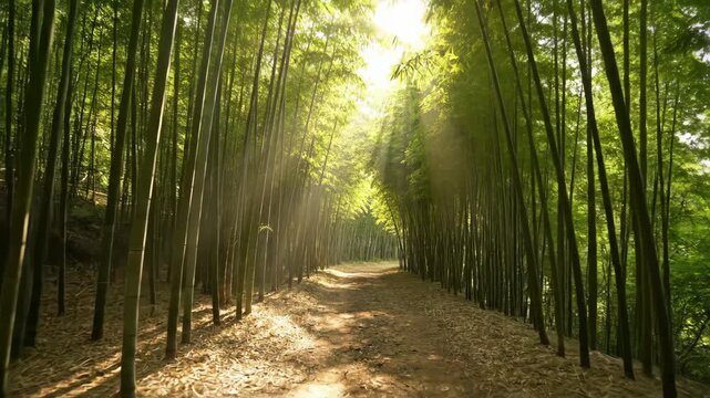 Lush bamboo forest path with sunlit canopy creating dappled light and shadows in a serene natural environment