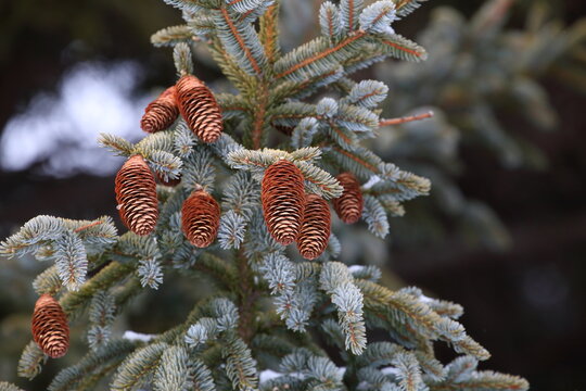 アカエゾマツの松ぼっくり