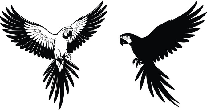 Detailed parrot silhouettes with spread wings in flight, black and white vector illustration of tropical birds isolated on light background, wildlife design element