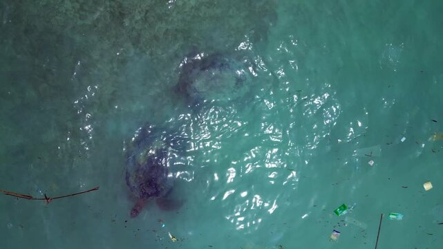 Sea turtles takes a breath in ocean plastic pollution. Lovely aerial view drone