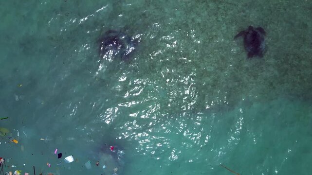 two Sea turtles swimming in ocean plastic pollution. Best aerial view drone