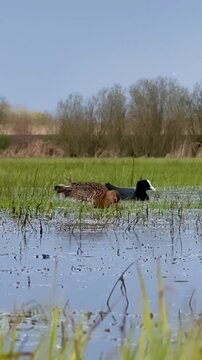 Uferschnepfe (Limosa limosa) bei Nahrungssuche im flachen Wasser, Uferschnepfe sucht im Wasser einer Feuchtwiese nach Nahrung w&auml;hrend ein Blesshuhn im Hintergrund ebenfalls auf Nahrungssuche ist