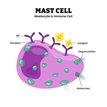 Mast cell structure anatomy diagram infographic. Mastocyte immune cell with labeled IgE, receptors, antigen, histamine granules, and degranulation process. Immune response cell involved allergy