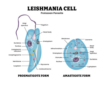 Leishmania cell structure anatomy diagram infographic. Protozoan parasite. Labeled promastigote form, amastigote form, flagellum, nucleus, autophagosome, acidocalcisome. Parasitic eukaryotic organism.