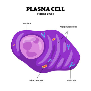 Plasma cell anatomy diagram infographic showing plasma B cell structure with labeled nucleus, antibody production, and mitochondria. Immune cell specialized in producing antibodies to fight infection.