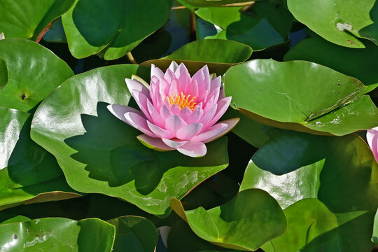 La Roque d'Antheron: ninfee nei giardini dell'Abbazia di Silvacane, Luberon, Provenza, Francia