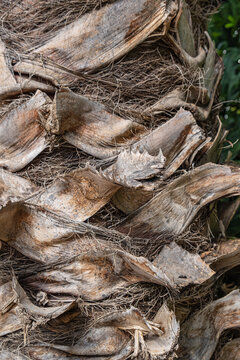 Pruned and dried palm tree branches. Palm Tree Bark.