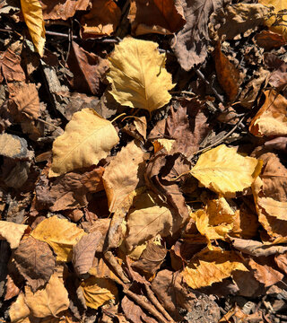 Autumn leaves with creative textures and sunlight shadows
