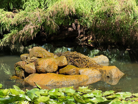 Geology with moss surface at natural pond