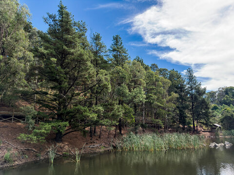 Tranquil view of forest pine trees and lake water