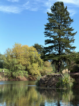 Autumn leaves and large pine tree with lake reflection