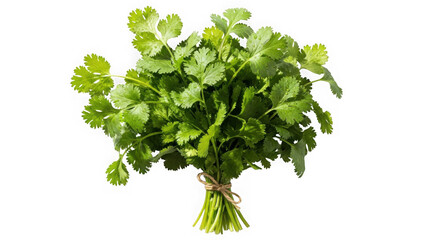 Fototapeta premium Fresh green parsley bunch with vibrant leaves isolated on transparent background