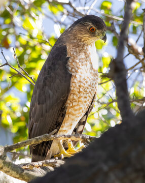 cooper's hawk standing on a branch 