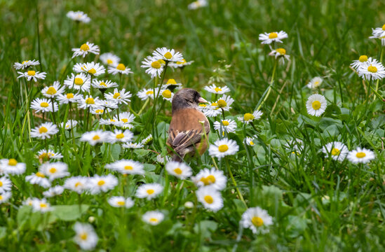 dark-eyed junco standing in white flowers and grass
