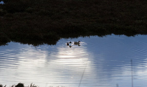 a northern shoveler couple swimming in the dusk 