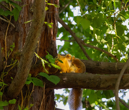 fox squirrel tilting its body showing belly