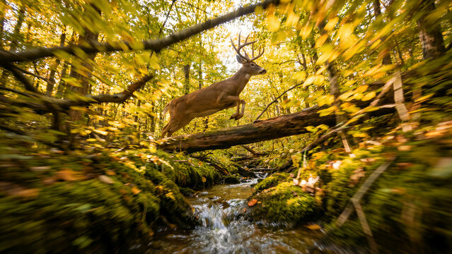 Majestic male whitetail deer with impressive antlers leaps dynamically over a rushing forest stream during golden autumn sunlight.