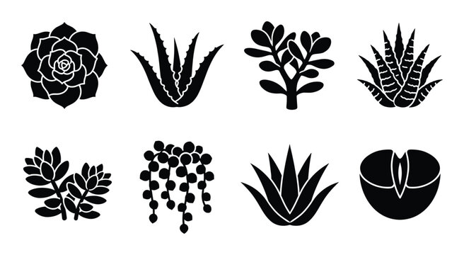 Succulent plants and desert cactus silhouettes for floral decoration and botanical garden illustrations