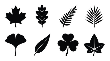 Variety of tree leaves including maple, oak, fern, ginkgo and clover isolated vector © GoDesigner